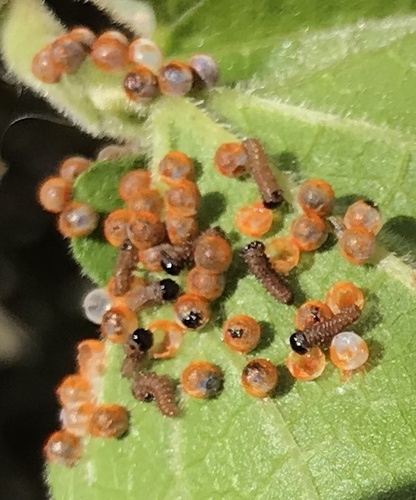 Pipevine Swallowtail