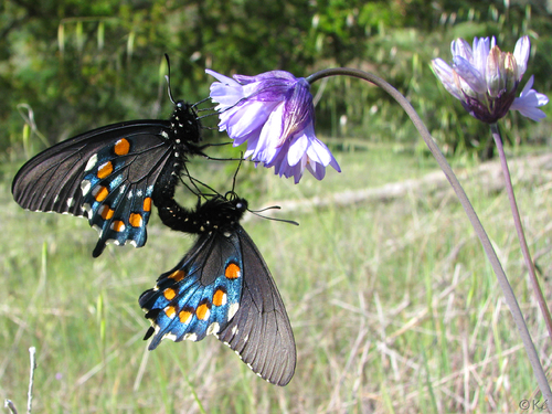 Pipevine Swallowtail