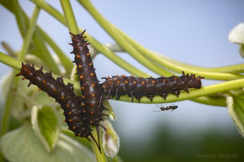 Pipevine Swallowtail