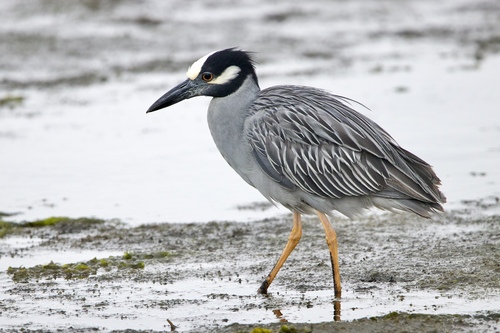 Yellow-crowned Night Heron