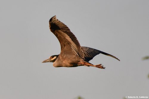 Yellow-crowned Night Heron
