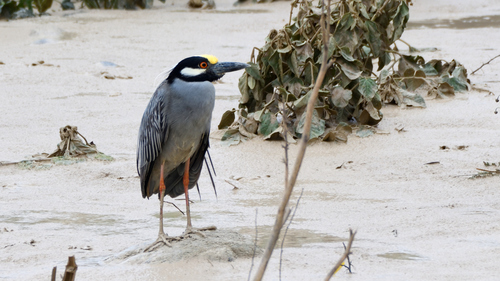 Yellow-crowned Night Heron