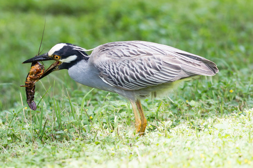 Yellow-crowned Night Heron