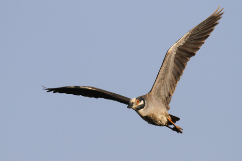 Yellow-crowned Night Heron