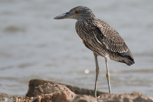 Yellow-crowned Night Heron