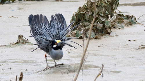 Yellow-crowned Night Heron