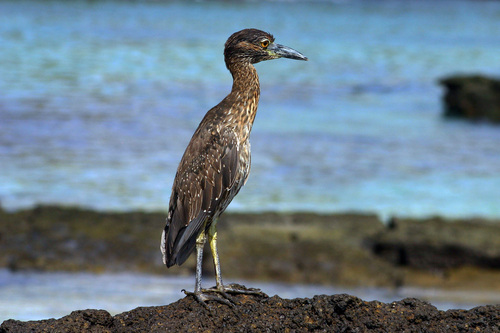 Yellow-crowned Night Heron
