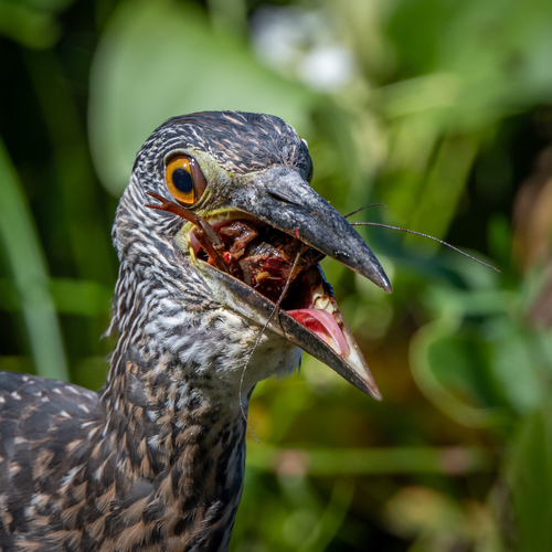 Yellow-crowned Night Heron