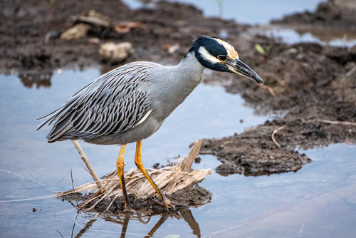 Yellow-crowned Night Heron
