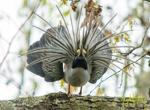 Yellow-crowned Night Heron