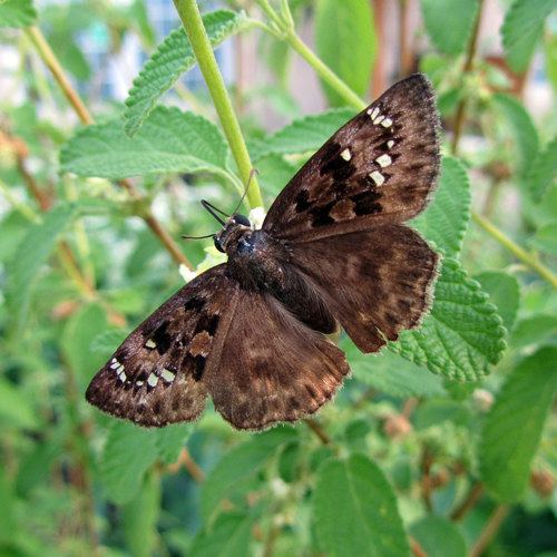 Horace's Duskywing