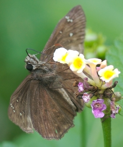 Horace's Duskywing