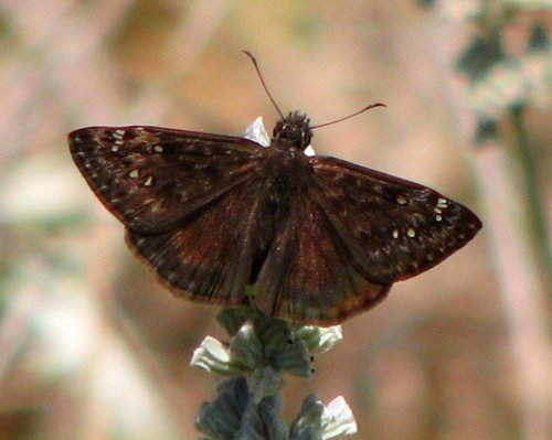 Horace's Duskywing