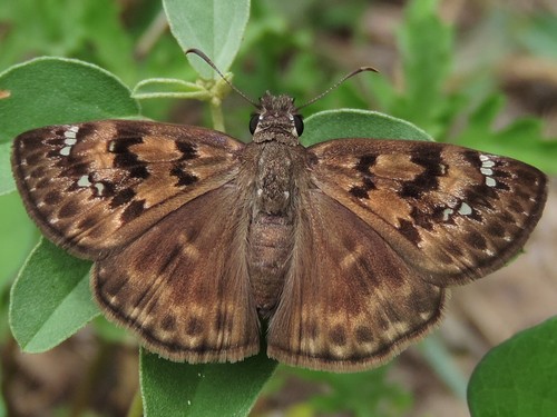 Horace's Duskywing