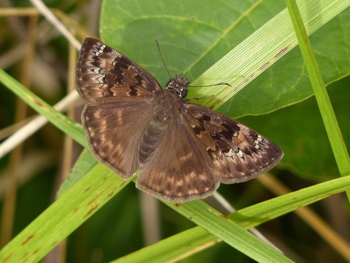 Horace's Duskywing