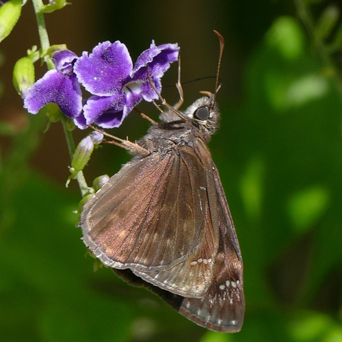 Horace's Duskywing