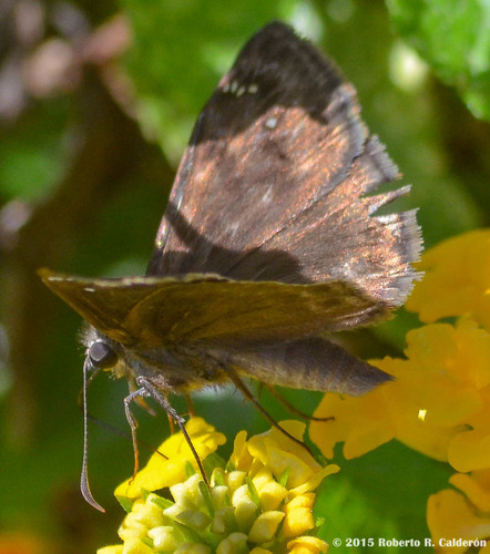 Horace's Duskywing