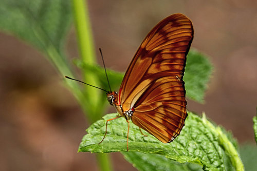 Julia Heliconian