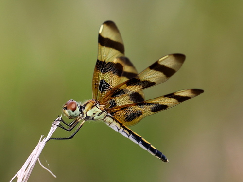 Halloween Pennant