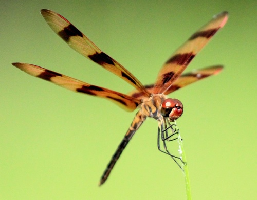 Halloween Pennant