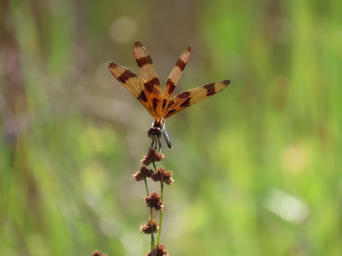 Halloween Pennant