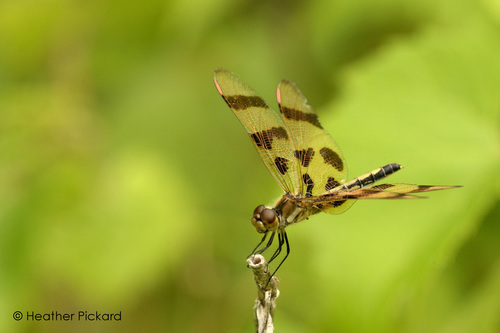 Halloween Pennant