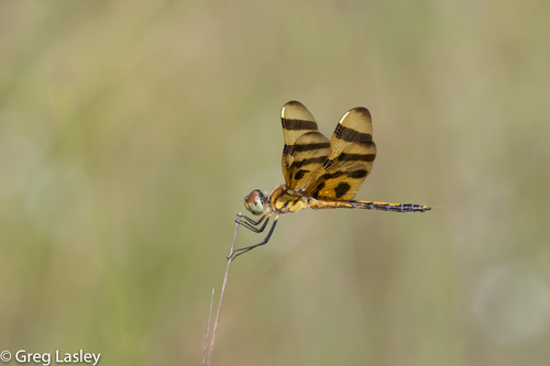 Halloween Pennant