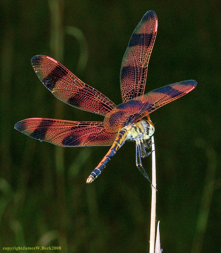 Halloween Pennant