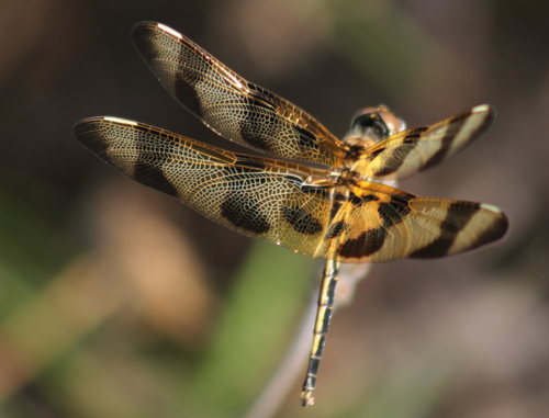 Halloween Pennant
