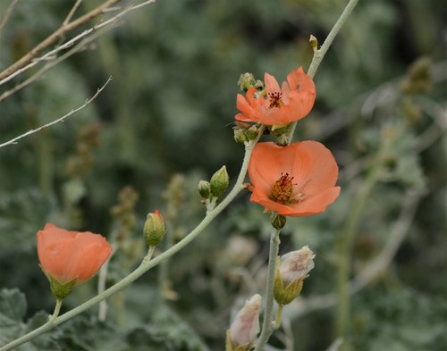 apricot mallow