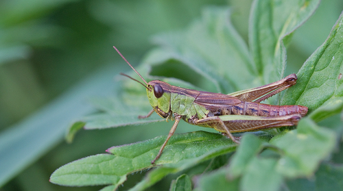 Meadow Grasshopper