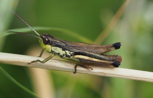 Meadow Grasshopper