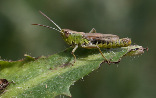 Meadow Grasshopper