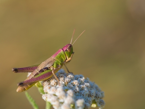 Meadow Grasshopper