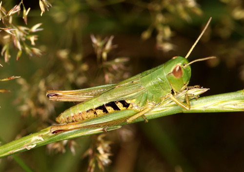 Meadow Grasshopper