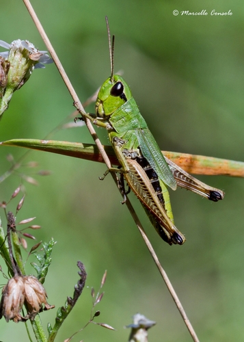 Meadow Grasshopper