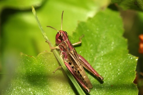 Meadow Grasshopper