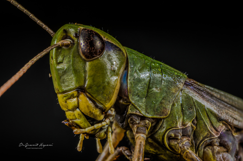 Meadow Grasshopper