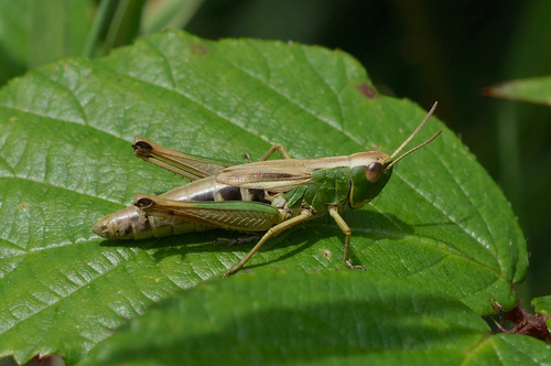 Meadow Grasshopper