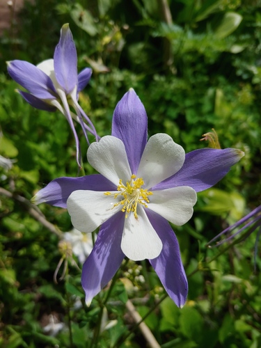 blue columbine