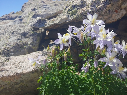blue columbine