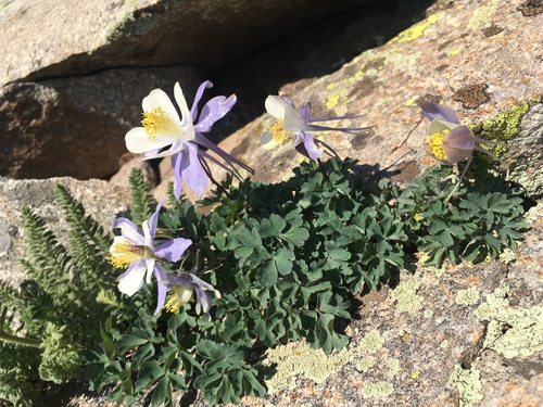 blue columbine