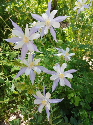 blue columbine