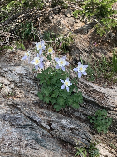 blue columbine