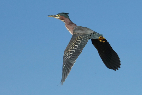Green Heron