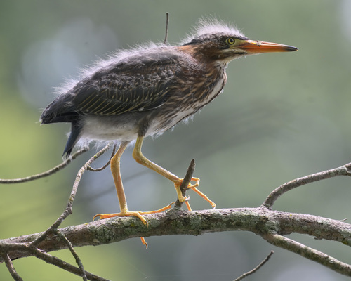 Green Heron