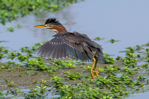 Green Heron