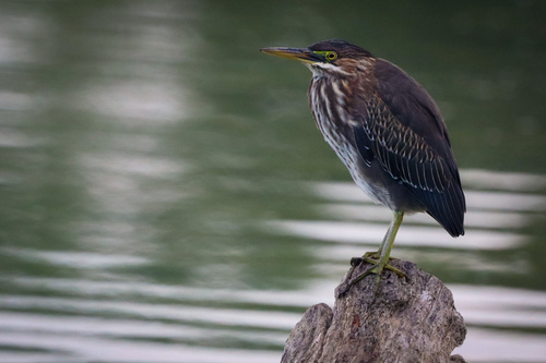 Green Heron