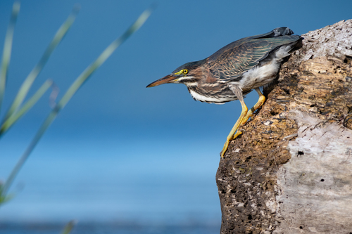 Green Heron