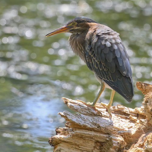Green Heron